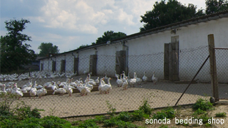 チェコのグース飼育農場
