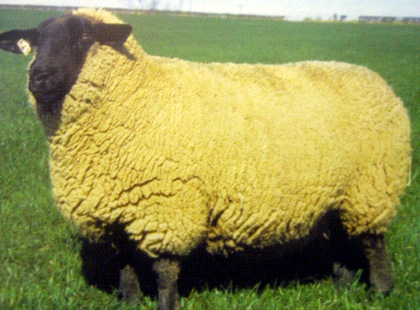 サフォーク羊の写真